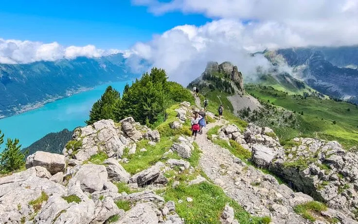 Forêt brumeuse et crête, inspiration de résilience